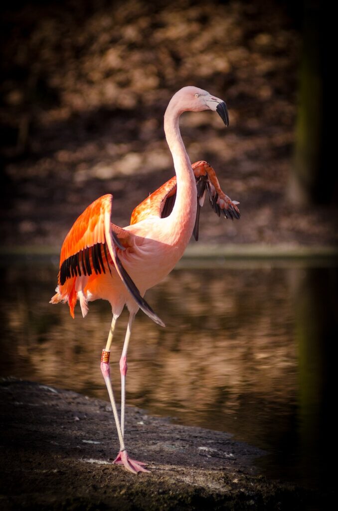 animal, flamingo, bird